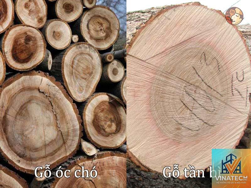 gỗ óc chó vs gỗ tần bì - Image 5