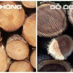 Gỗ óc chó vs gỗ thông: So sánh chi tiết từ A-Z để chọn loại gỗ phù hợp nhất gỗ óc chó vs gỗ thông